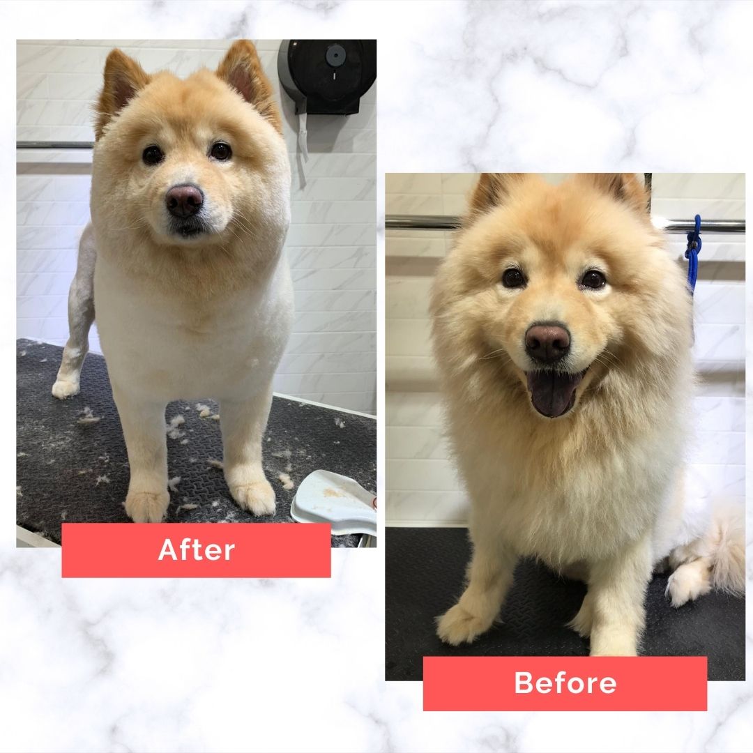 Chow Chow Dog Grooming Before and After